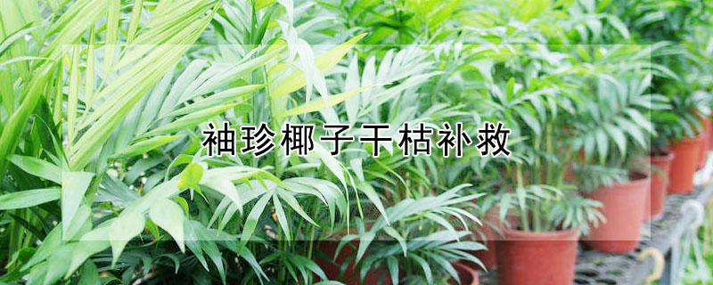 袖珍椰子干枯补救（袖珍椰子叶子发黄干枯）