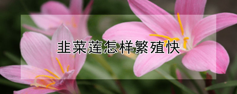 韭菜莲怎样繁殖快