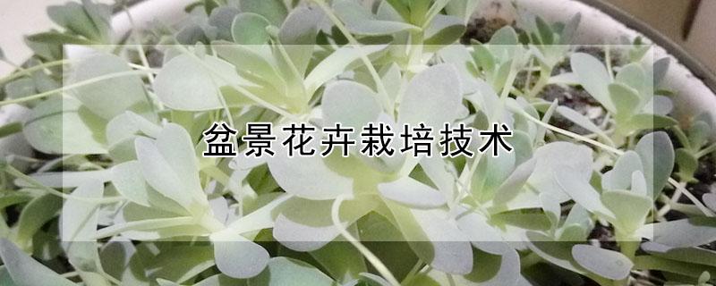 盆景花卉栽培技术 盆栽盆景栽培技术