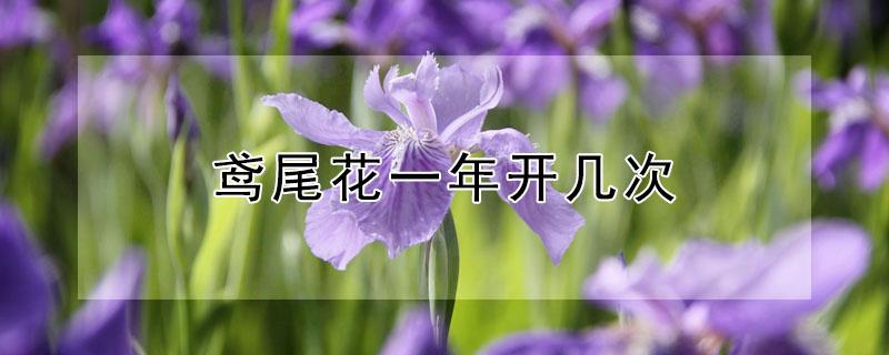 鸢尾花一年开几次