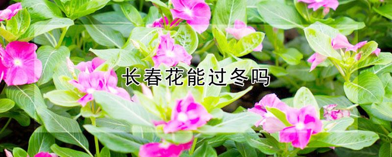 长春花能过冬吗