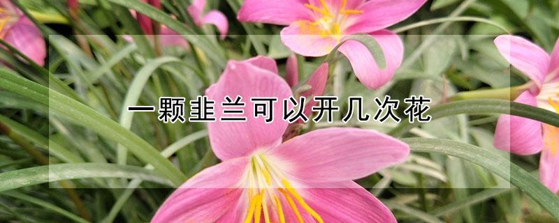 一颗韭兰可以开几次花 韭菜兰一年开几次花