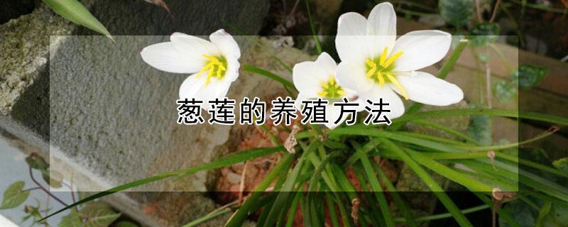 葱莲的养殖方法