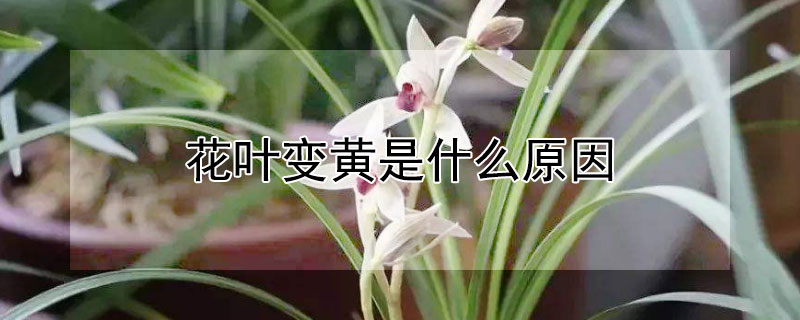 花叶变黄是什么原因