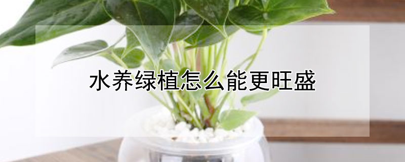 水养绿植怎么能更旺盛