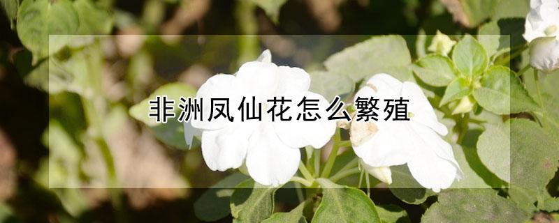 非洲凤仙花怎么繁殖