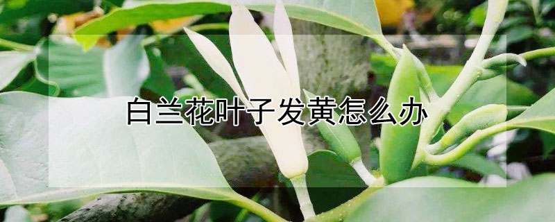 白兰花叶子发黄怎么办