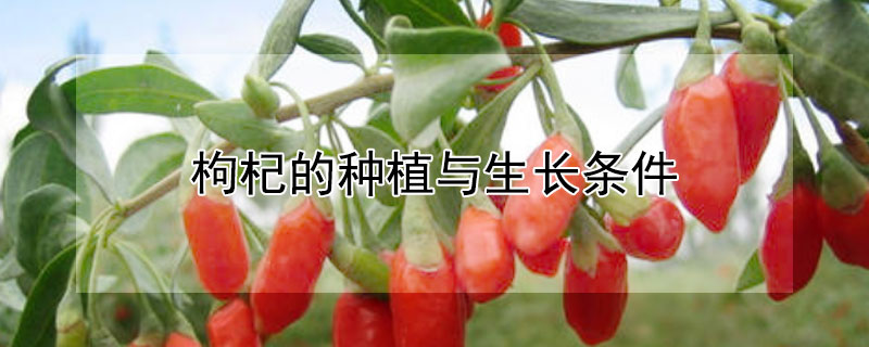 枸杞的种植与生长条件