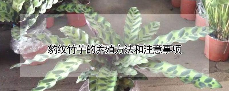 豹纹竹芋的养殖方法和注意事项 豹纹竹芋怎么养