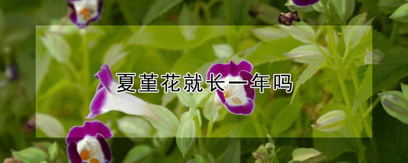 夏堇花就长一年吗