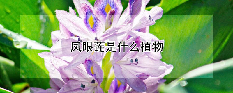 凤眼莲是什么植物