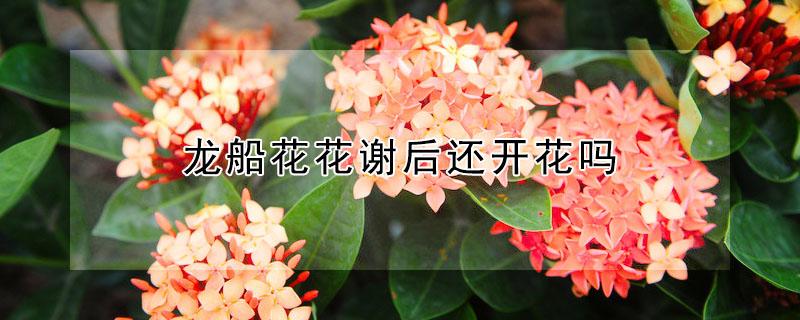 龙船花花谢后还开花吗