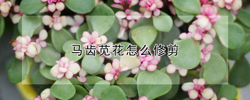 马齿苋花怎么修剪