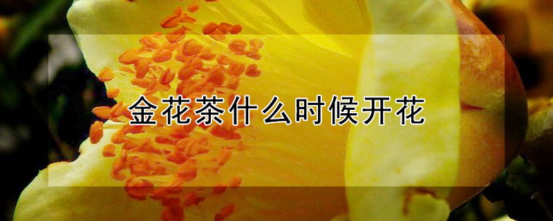 金花茶什么时候开花