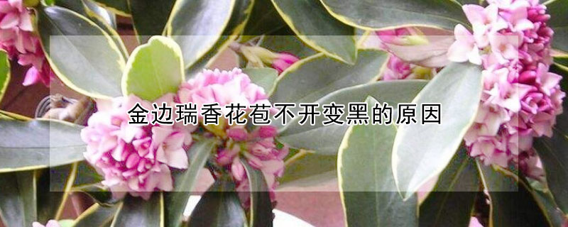 金边瑞香花苞不开变黑的原因 金边瑞香花苞发黑