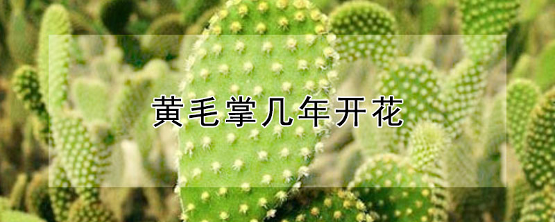 黄毛掌几年开花