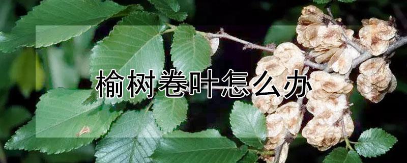 榆树卷叶怎么办（榆树叶卷曲）