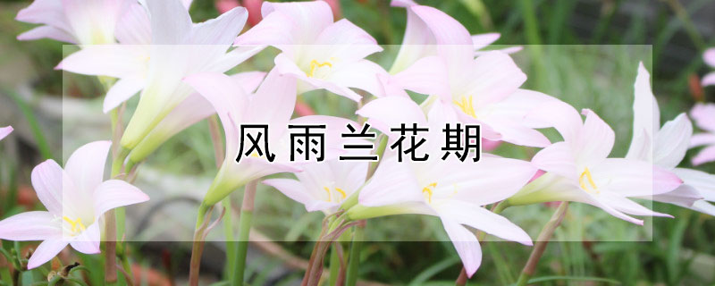 风雨兰花期