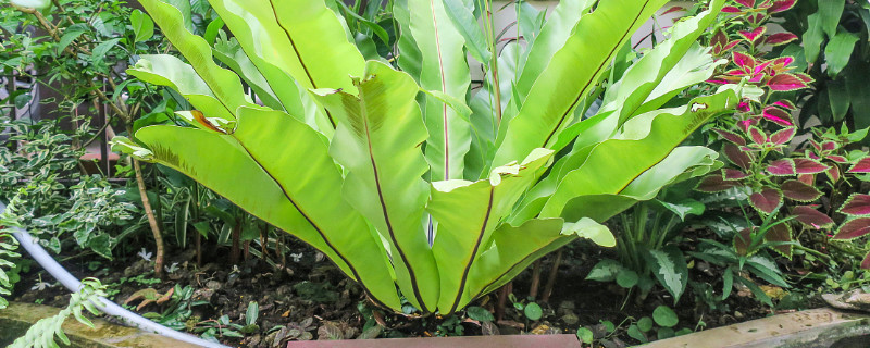 鸟巢蕨叶片怎样保湿 蕨类植物鸟巢的养护方法