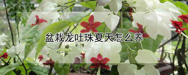 盆栽龙吐珠夏天怎么养