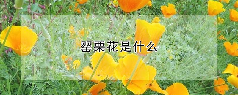 罂栗花是什么（罂粟花是什么毒品）