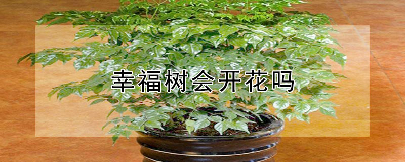 幸福树会开花吗