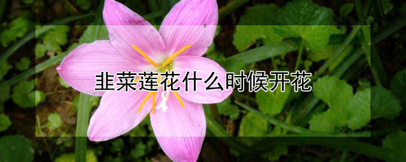 韭菜莲花什么时候开花