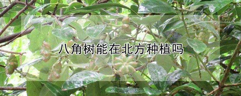 八角树能在北方种植吗