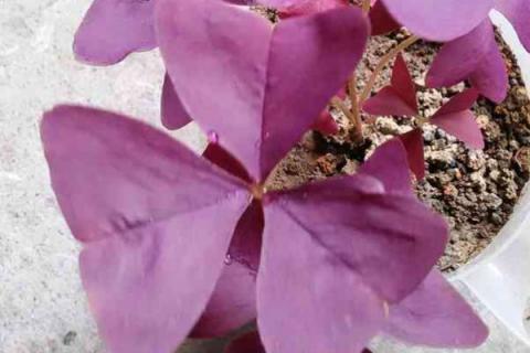 紫色三叶草种植方法