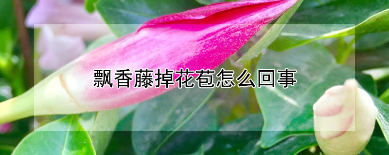 飘香藤掉花苞怎么回事