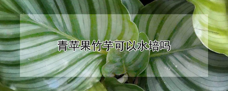 青苹果竹芋可以水培吗