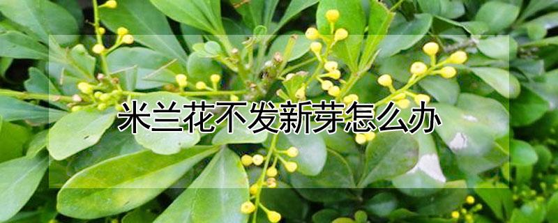 米兰花不发新芽怎么办