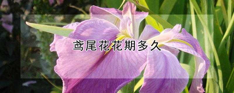 鸢尾花花期多久 巴西鸢尾花花期多久