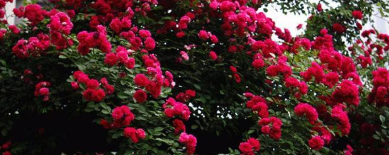 红木香花是月季吗 红木香花就是月季花吗