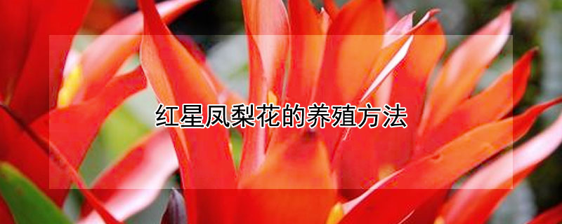 红星凤梨花的养殖方法（凤梨花的养殖方法和注意事项）