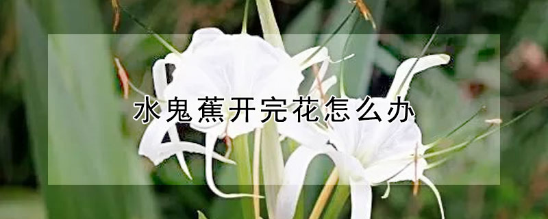 水鬼蕉开完花怎么办