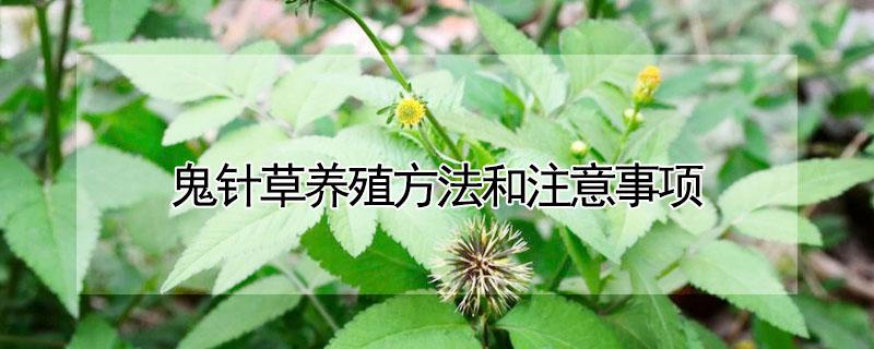 鬼针草养殖方法和注意事项