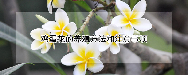 鸡蛋花的养殖方法和注意事项