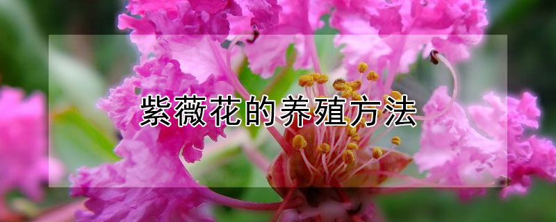 紫薇花的养殖方法 紫薇花的养殖方法和注意事项紫薇花怕冻吗