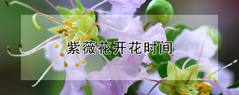 紫薇花开花时间（紫薇花开花时间骄阳）