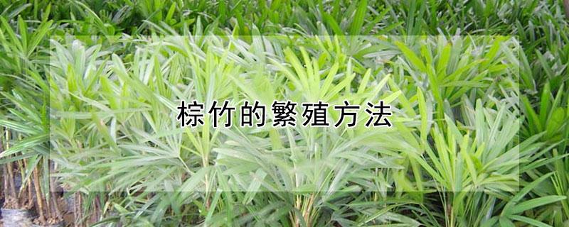 棕竹的繁殖方法（棕竹的繁殖方法和注意事项）