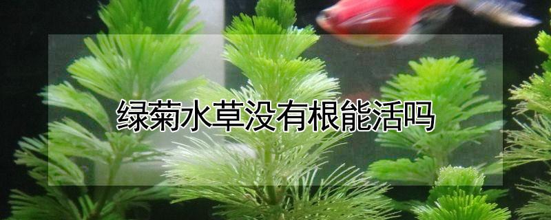 绿菊水草没有根能活吗