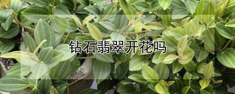 钻石翡翠开花吗