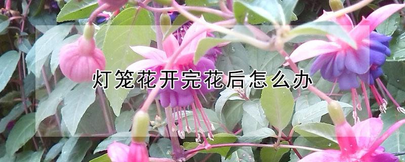 灯笼花开完花后怎么办