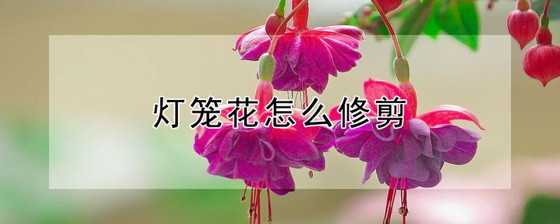 灯笼花怎么修剪 灯笼花怎么修剪更好看