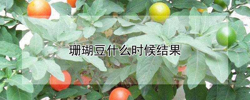 珊瑚豆什么时候结果 珊瑚豆第一年结果吗?