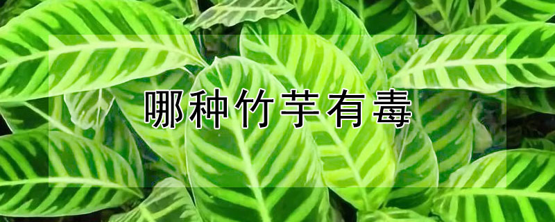 哪种竹芋有毒 什么竹芋有毒