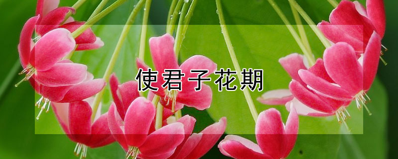 使君子花期 重瓣使君子花期