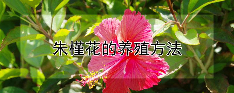 朱槿花的养殖方法