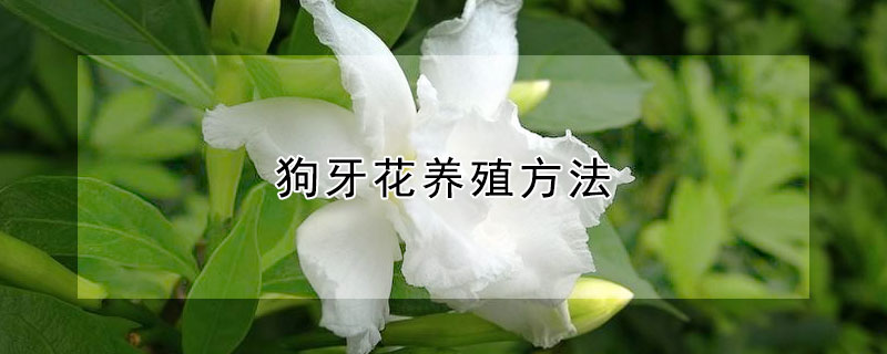 狗牙花养殖方法